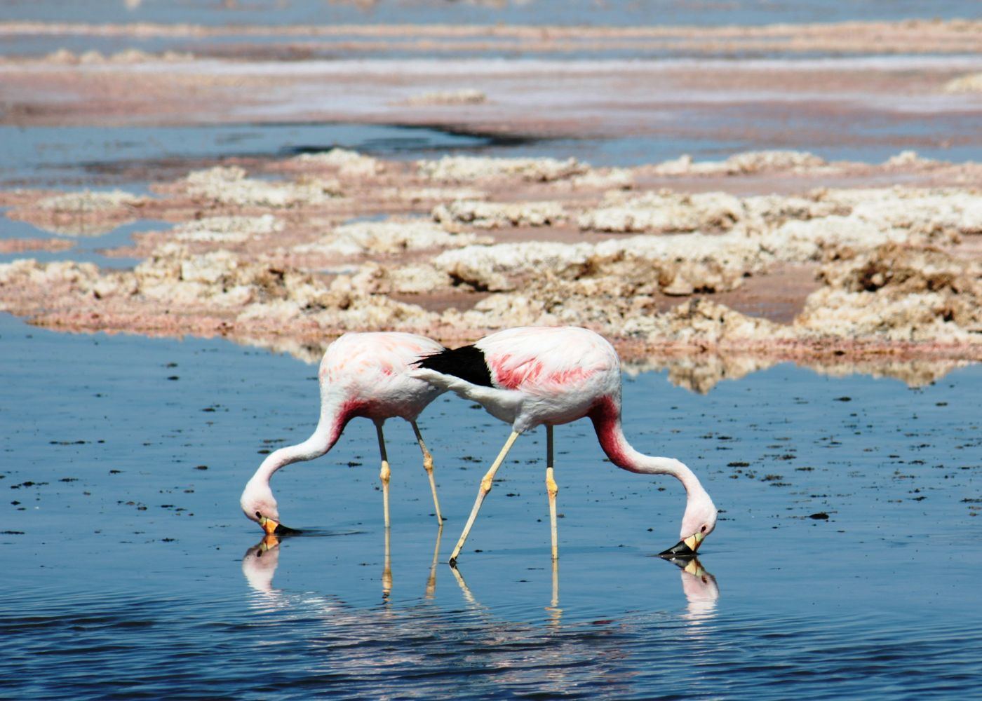 Flamencos andinos en una laguna del salar